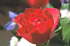 /mirror/kimageformats/raw/commit/a531978e2ac7e57551a22c240b7462a4d5a07b2c/autotests/read/ras/rgb24.png